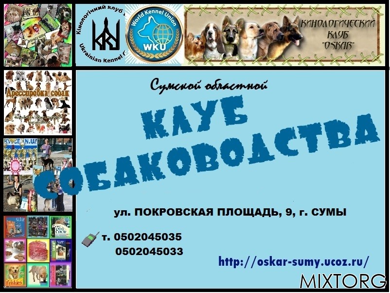 Приглашаем в клуб собаководства