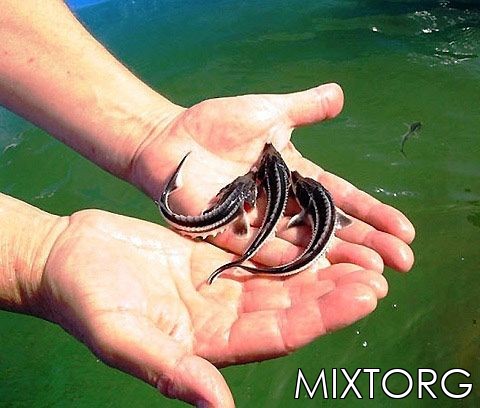 ����� ������, ������.