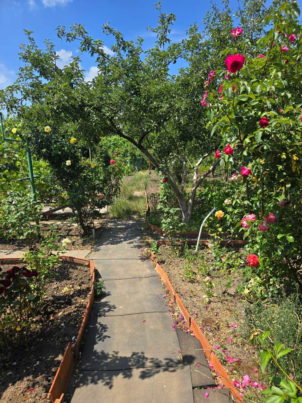 ������ ���, �������� ���., ��������������, ������, �������