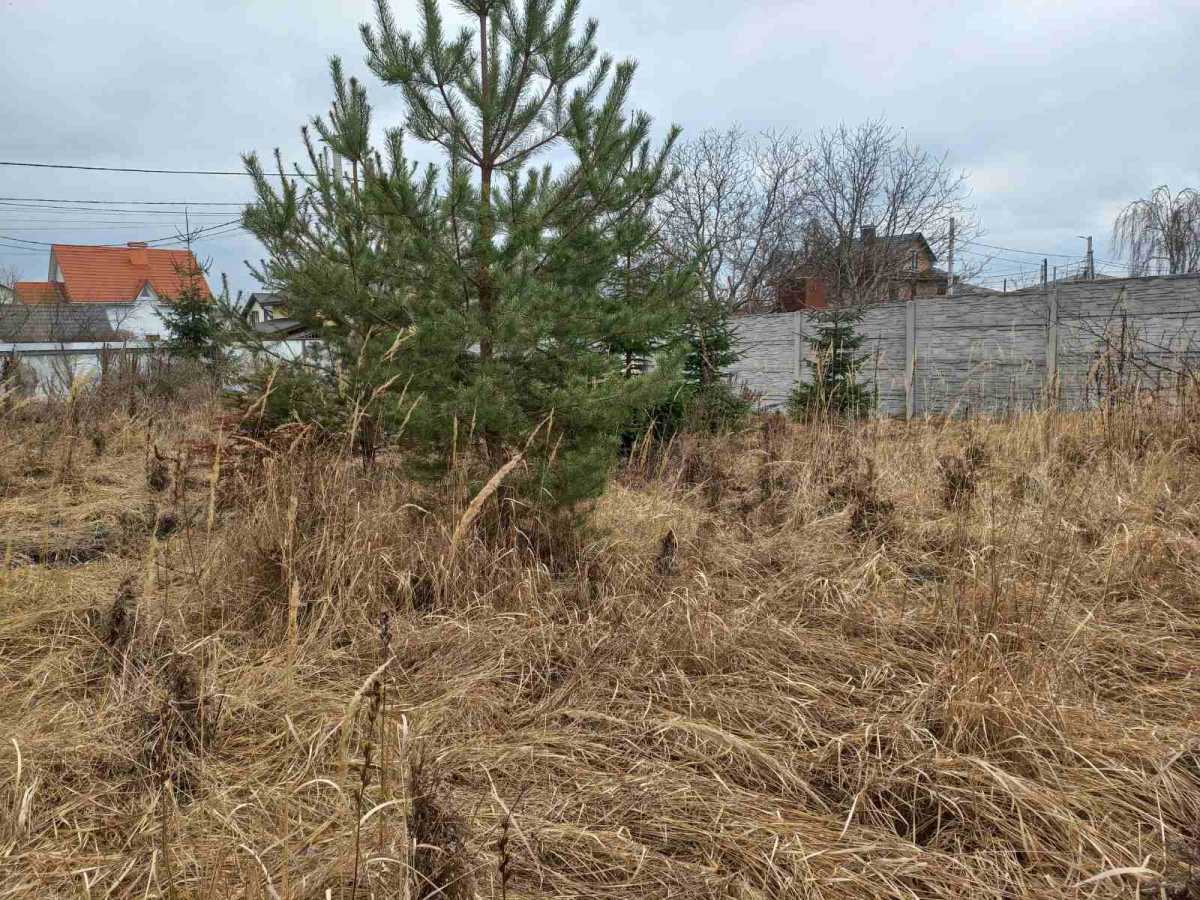 ������ ������, �������� ���., �����-������������, ������, �����������