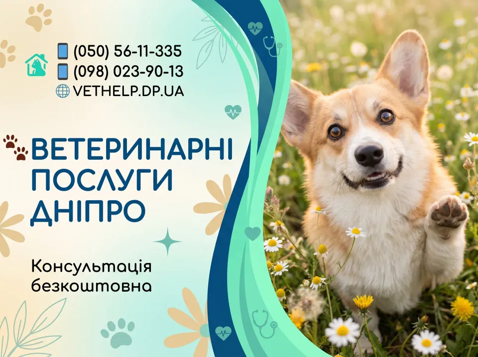 Ветеринар на дім Дніпро – Кастрація, Стерилізація, Лікування тварин